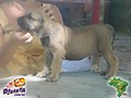 In Memorian - Fila Brasileiro Filhotes -  Canil Singular - Filhos Bridanino